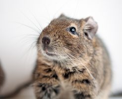 デグー 餌 野菜